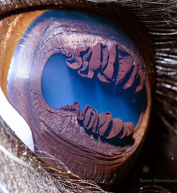 animal-eye-macro-suren-manvelyan-2